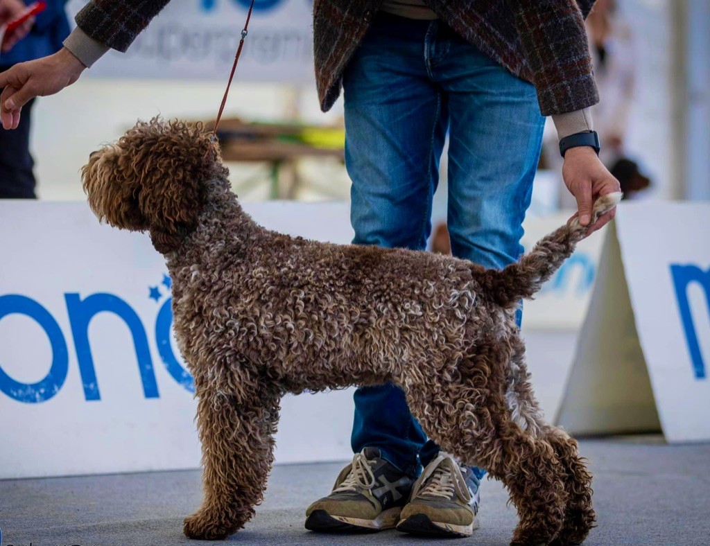 Les Lagotto Romagnolo de l'affixe Des Semeurs De Rêves