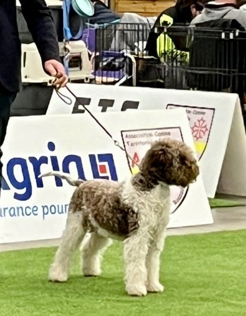 CH. Sansa du Pech du Cayrol