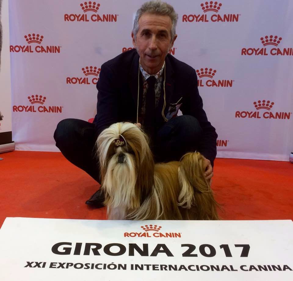  1er CACIB pour Lovely-Lou à Girone (Esp)