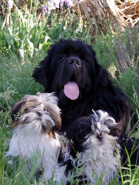 Photos de Geisha et Goliath dit Buddha bébés