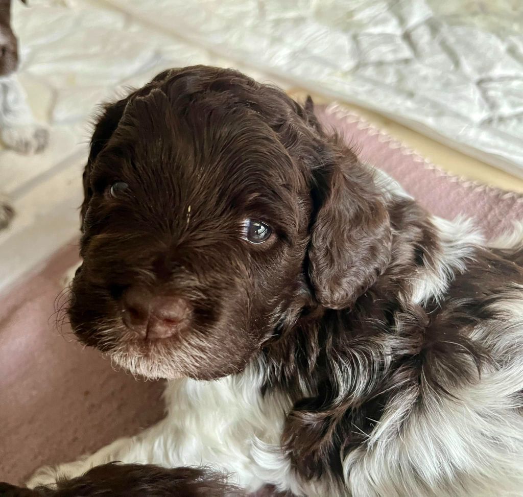 Des Semeurs De Rêves - Lagotto Romagnolo - Portée née le 05/12/2023